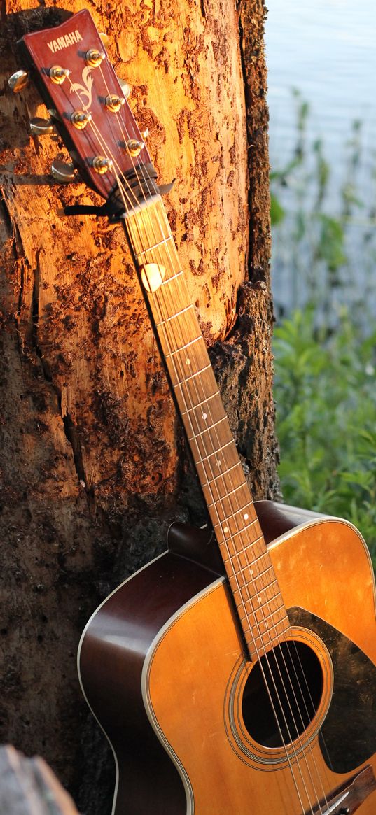 guitar, strings, music, tree, bark