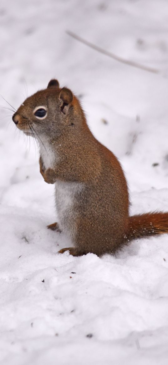 red squirrel, squirrel, snow, winter, wildlife