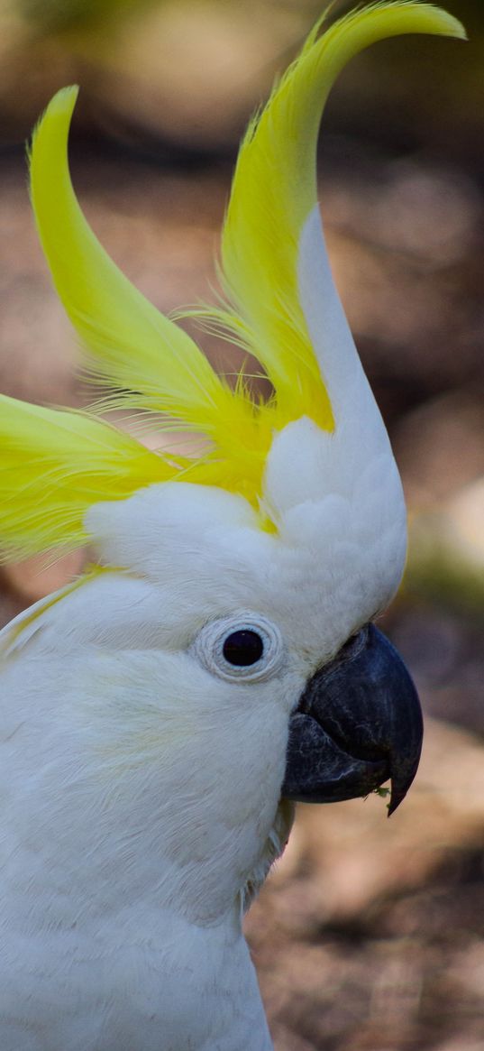 cockatoo, parrot, birds, white, beak