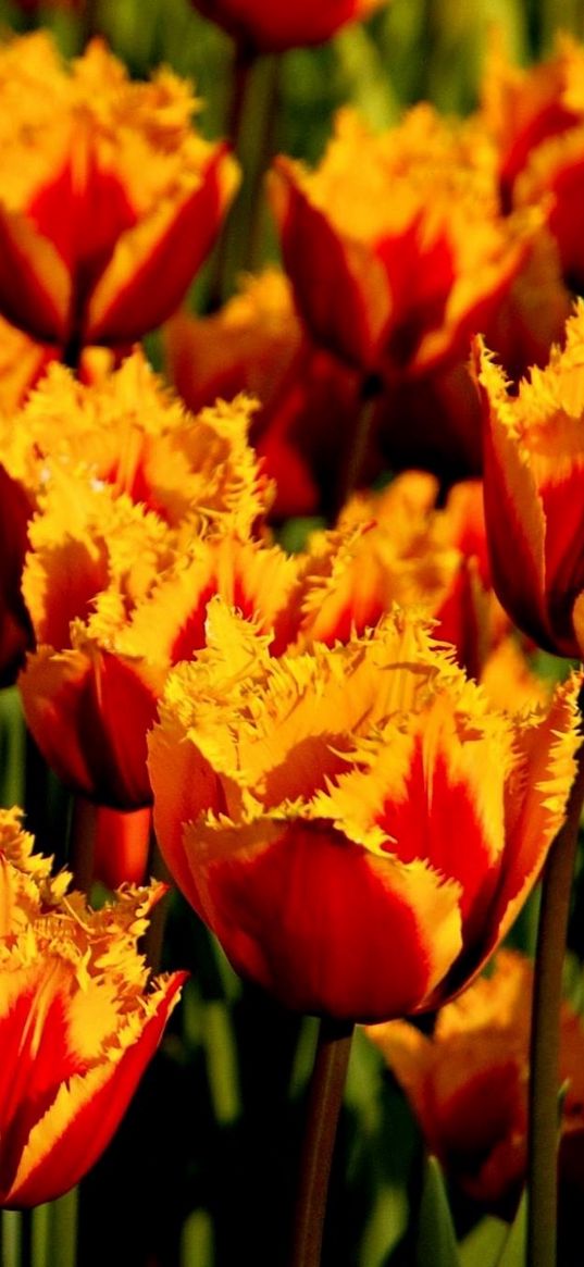 tulips, flowers, two-color, double, bed, close-up