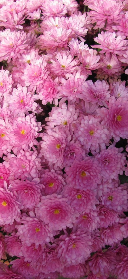 chrysanthemums, flowers, balloon, pink