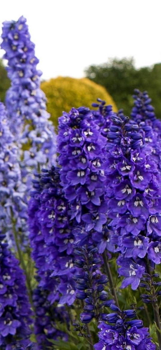 delphinium, flowers, fields, green