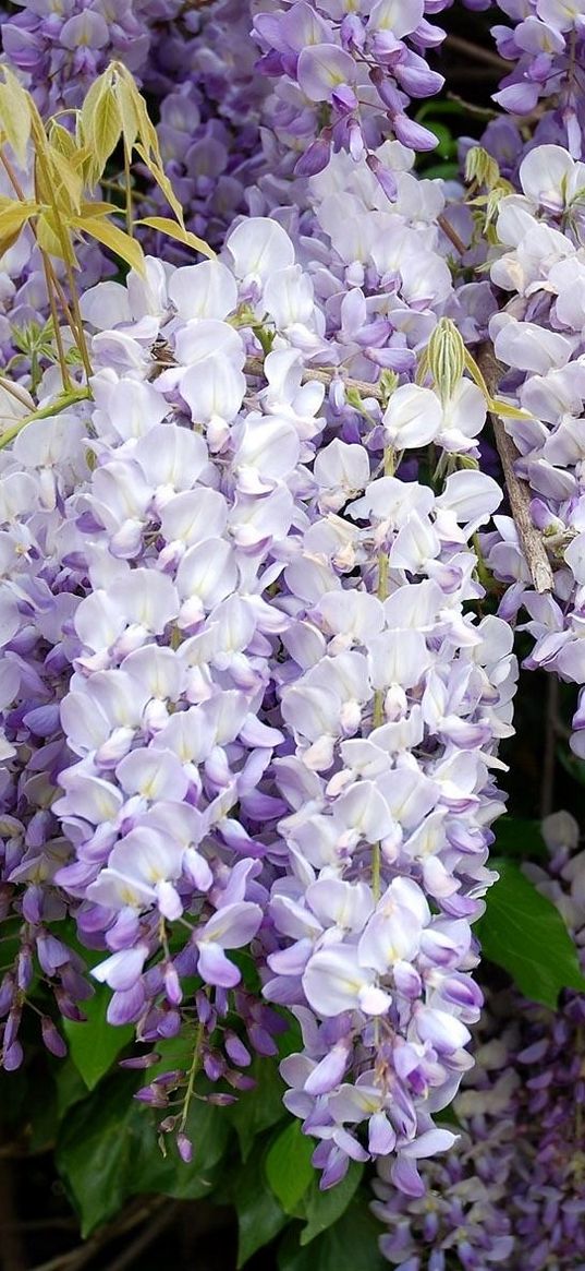 wisteria, grapes, branches, leaves