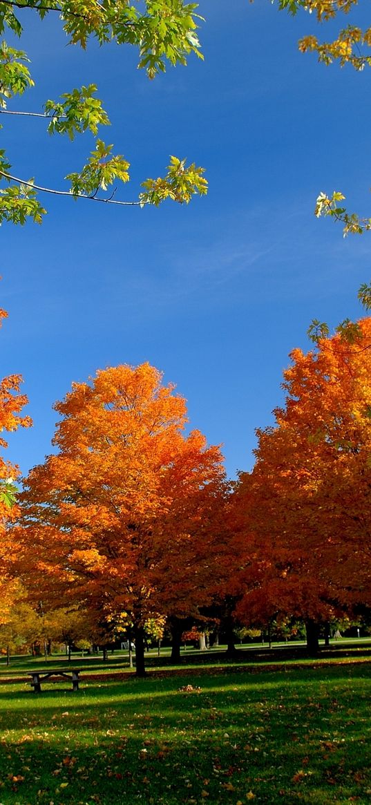 autumn, park, trees, leaves, bench, picnic