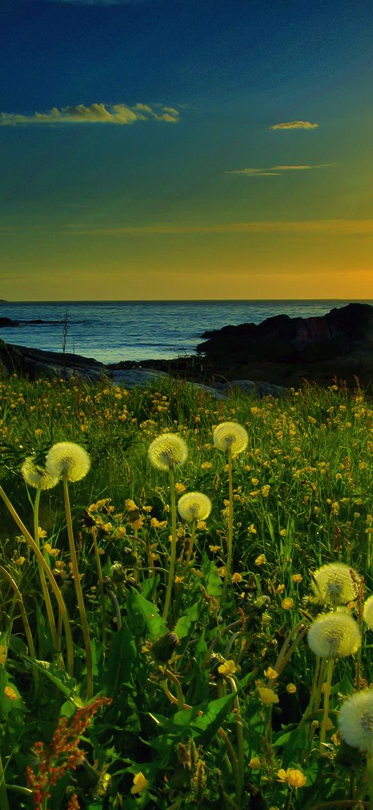 sunset, sun, dandelion, field, flowers