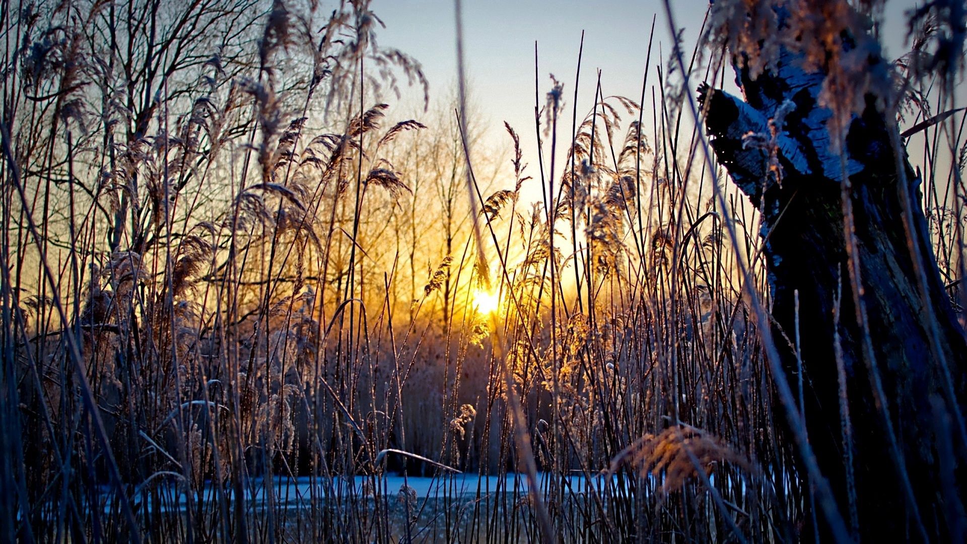 evening, grass, plants, sunset, sun, cold