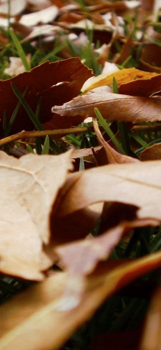 leaves, grass, autumn, earth, withering