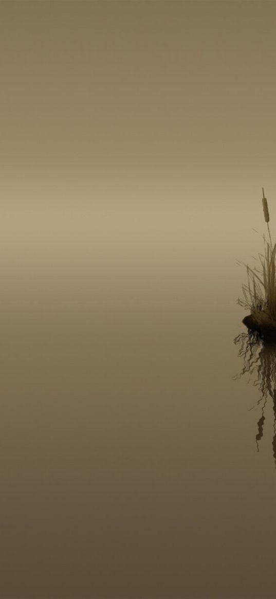 canes, butterfly, lake, dusk, dark, reflection