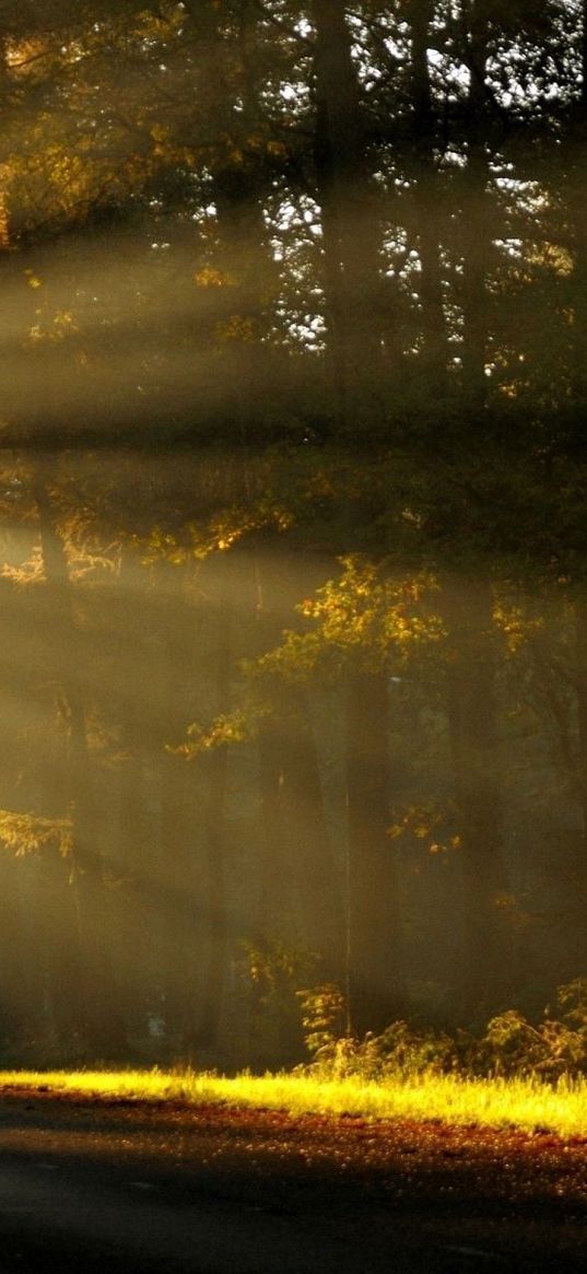 sun, light, trees, forest, road, sign