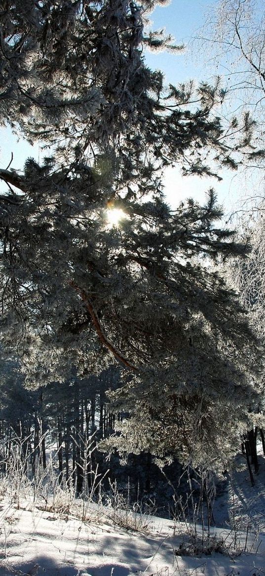 winter, snow, trees, frost, shadow, sun, tale