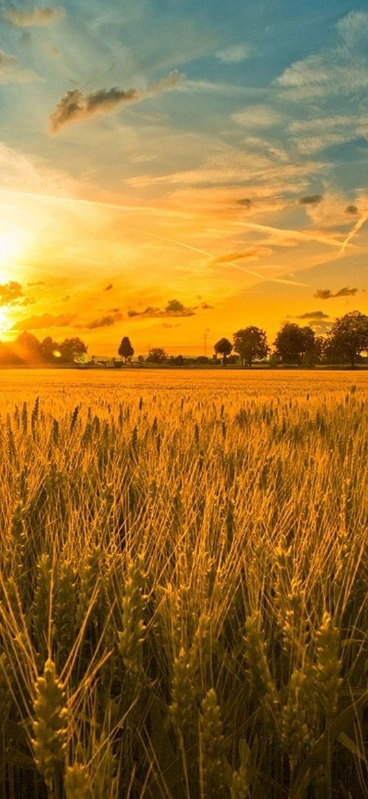 field, ears, grains, rye, evening, sunset, sun, light, orange