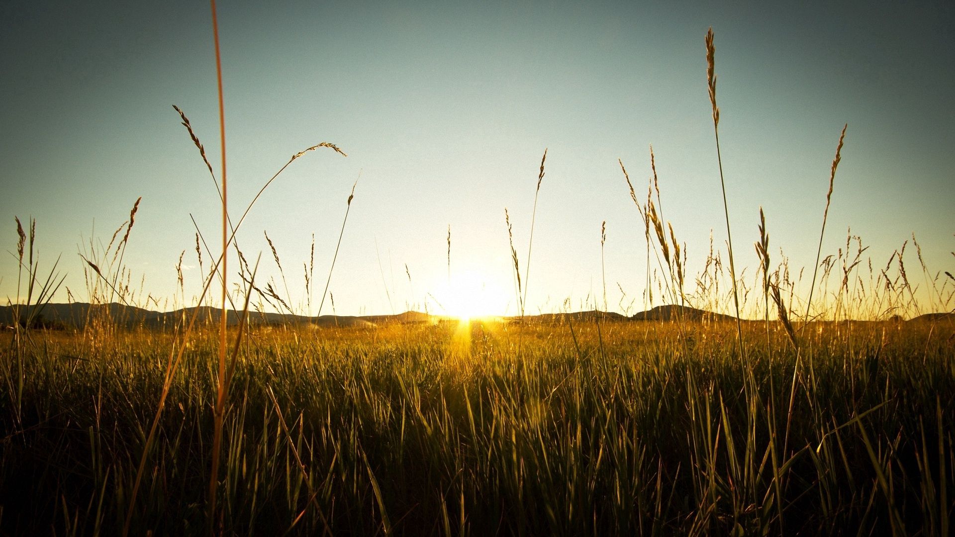 field, rye, sunset