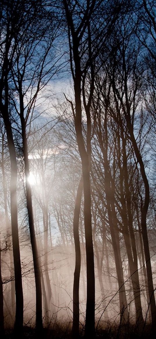 forest, sun, light, morning, waking, fog, mist