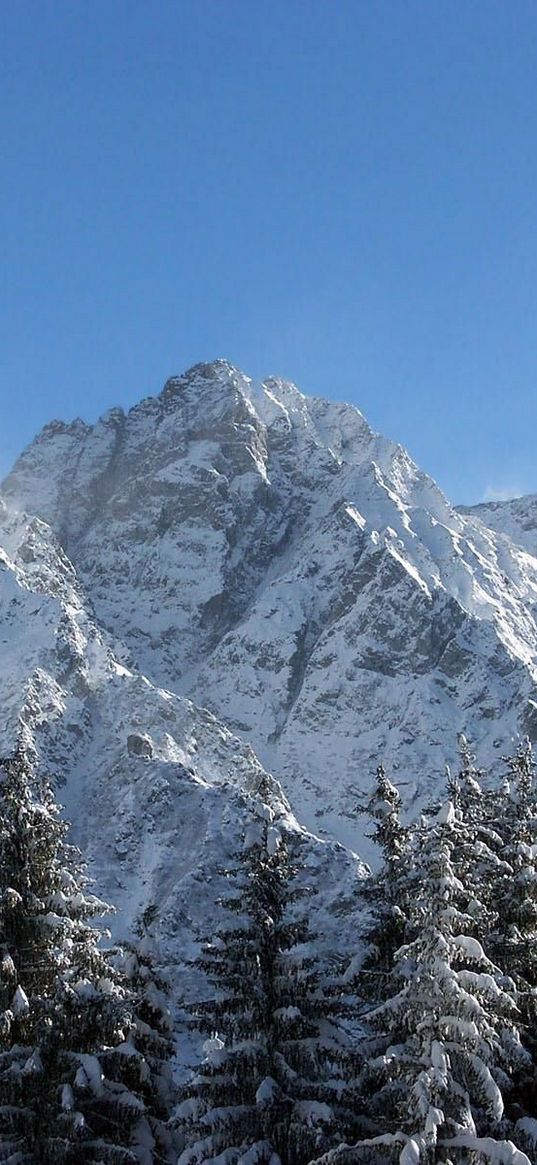 mountains, greatness, snow, fur-trees