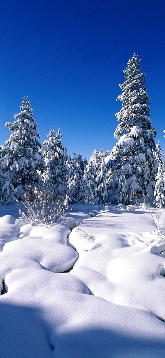 pines, snow, snowdrifts, river, water