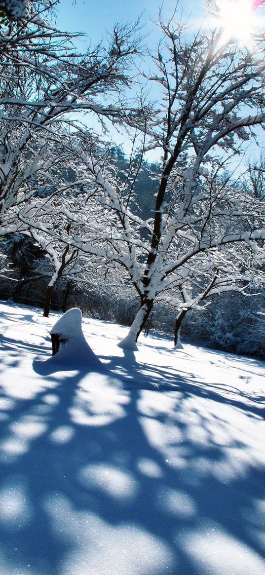 winter, snow, trees, shadows, light, cover