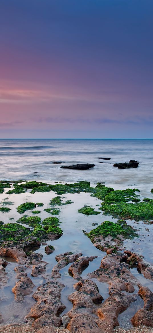 reefs, moss, sea, rain, algae