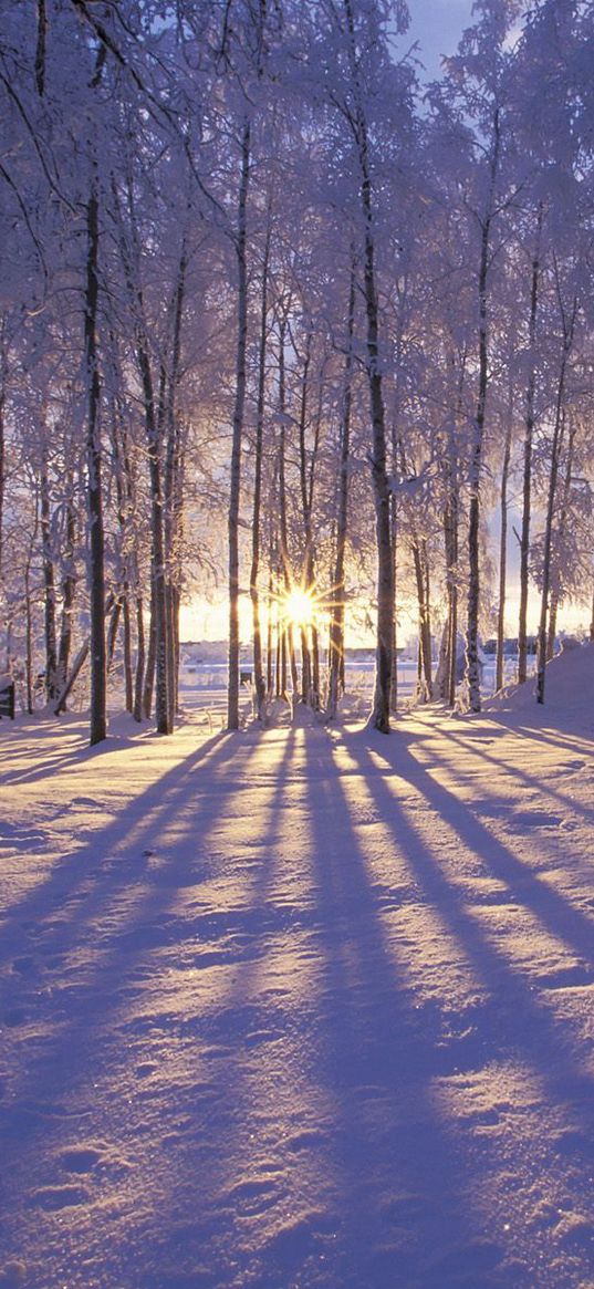 sun, morning, wood, trees, shades, snow, winter