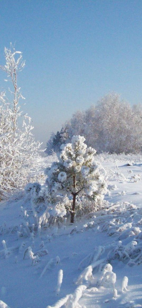 snow, hoarfrost, trees, cold