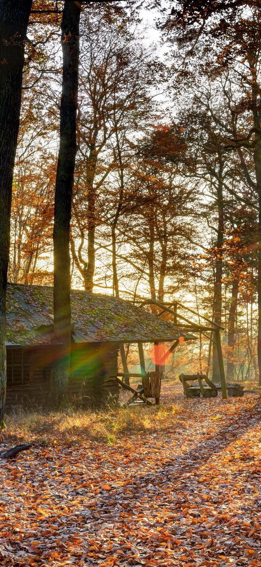 forest, house, trees, autumn, light, october, falling leaves