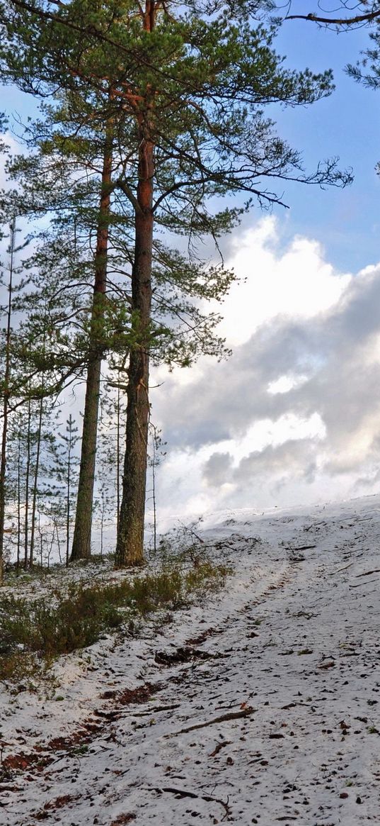 forest, winter, trees, rise, sky, snow