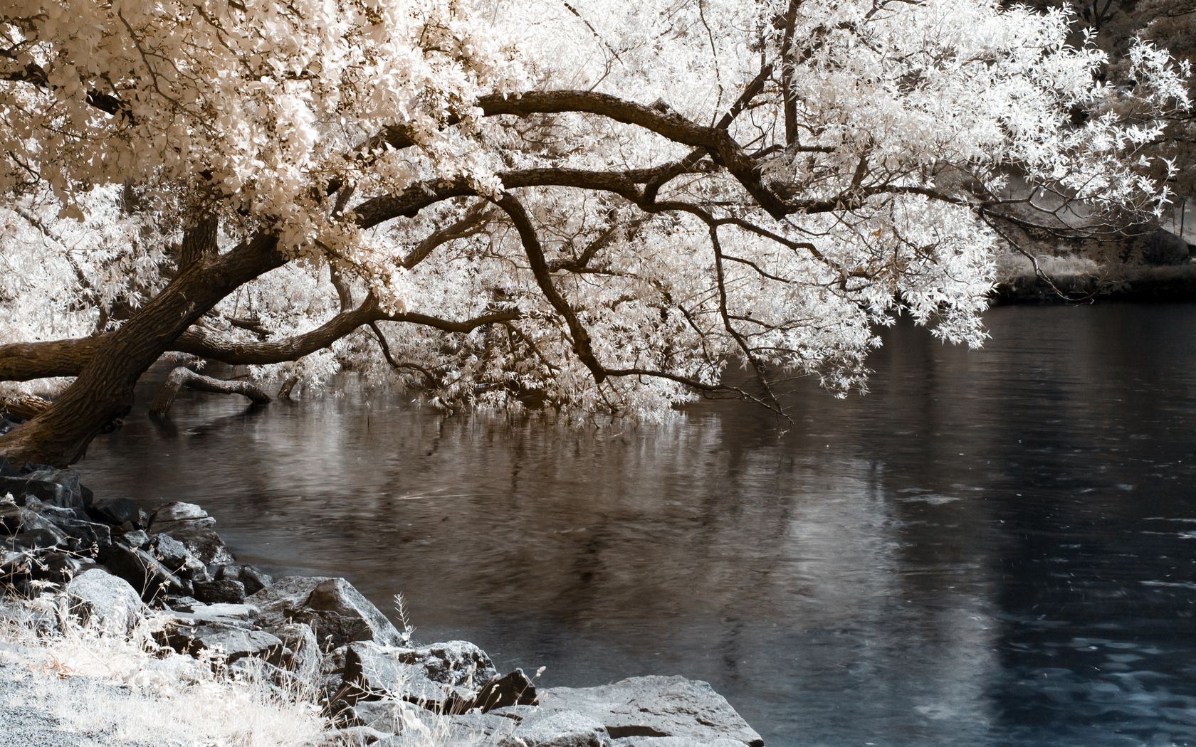 wood, pitch, pond, color