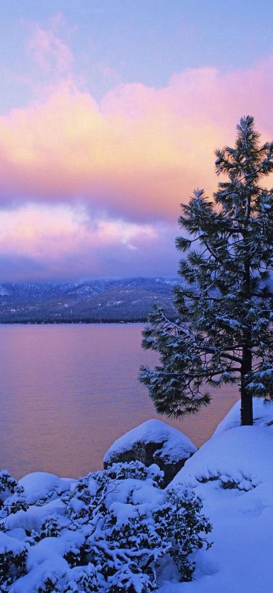 pines, stones, coast, lake