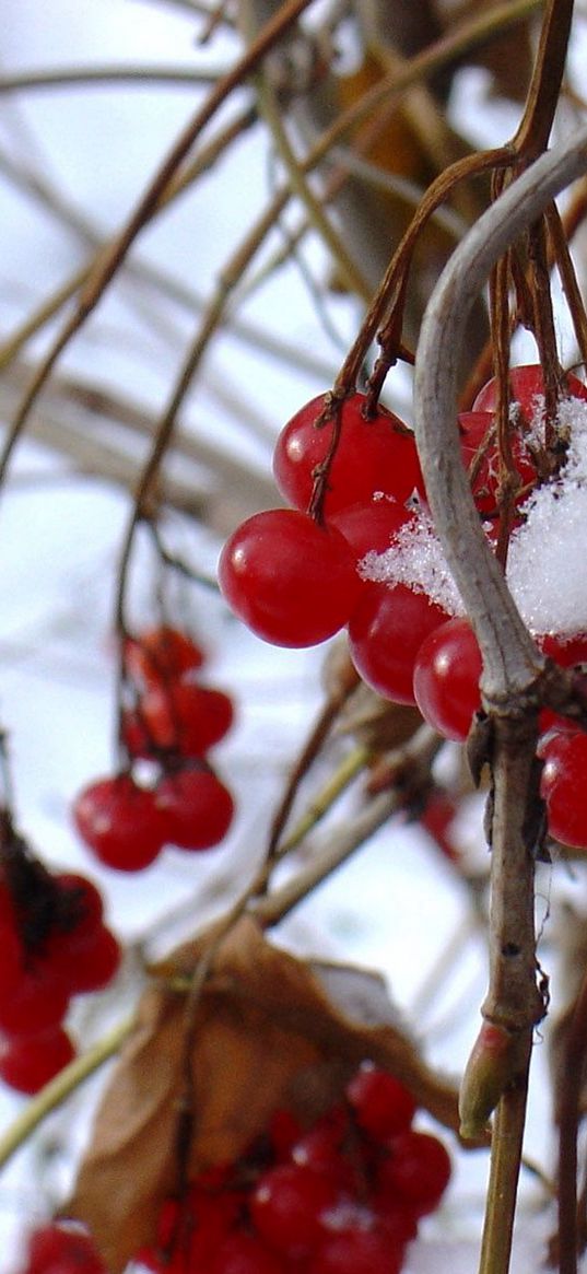 guelder-rose, berry, winter, branches, red