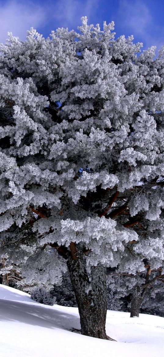 trees, descent, slope, snow