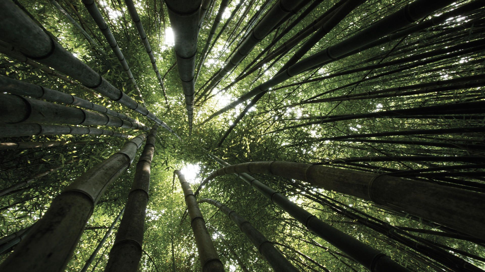 bamboo, trees, crones, from below