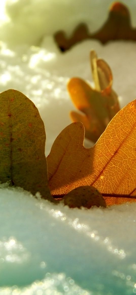 leaf, oak, autumn, snow, winter