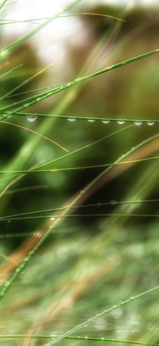 drops, grass, dew, summer, rain