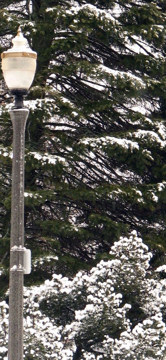 lantern, park, trees, winter