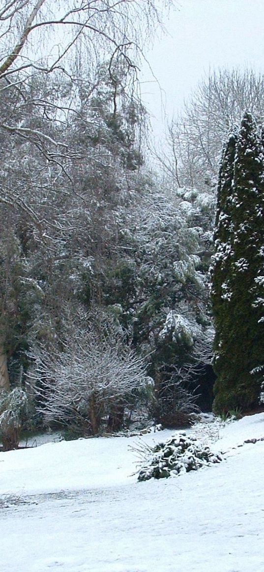 wood, winter, trees, tree nursery, variety, snow