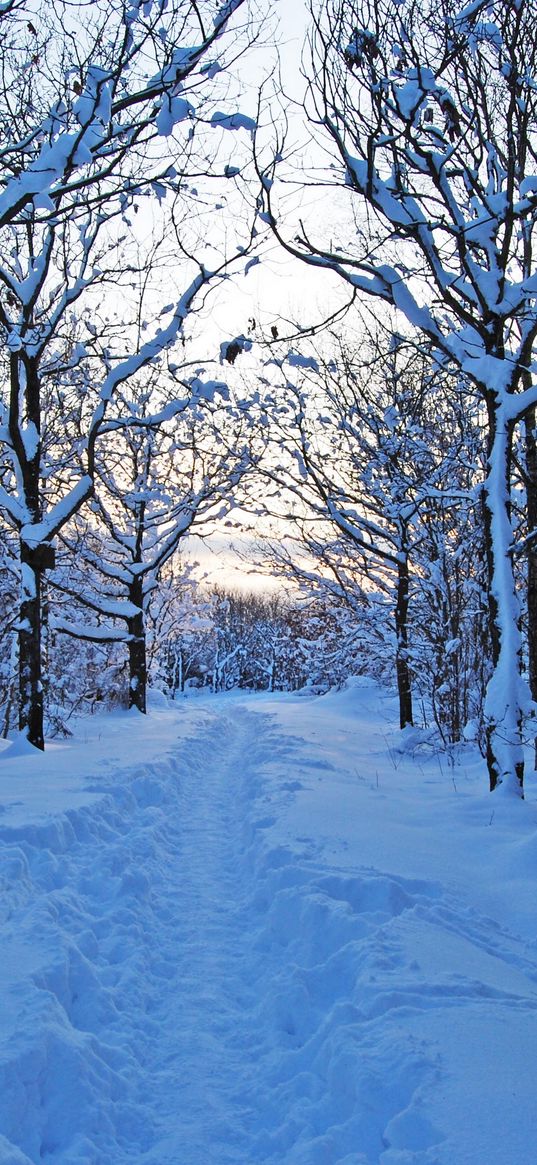 morning, winter, snow, snowdrifts, young growth, sweden