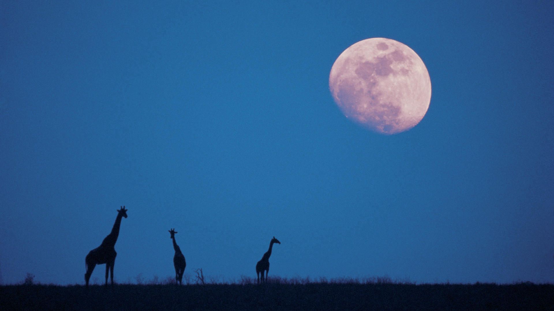 giraffes, moon, silhouettes, twilight