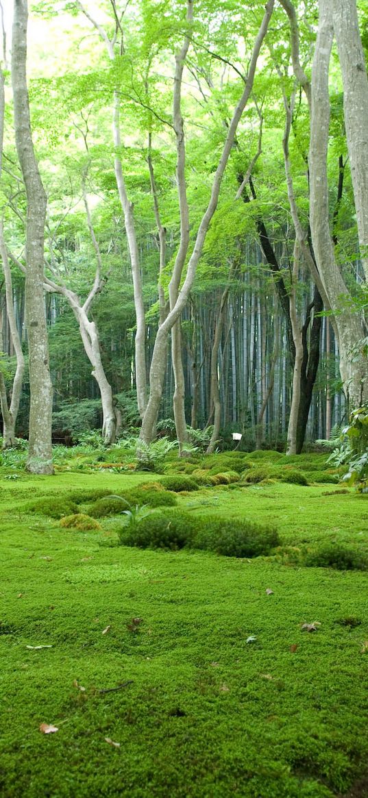 wood, grass, trees, house, moss, glade