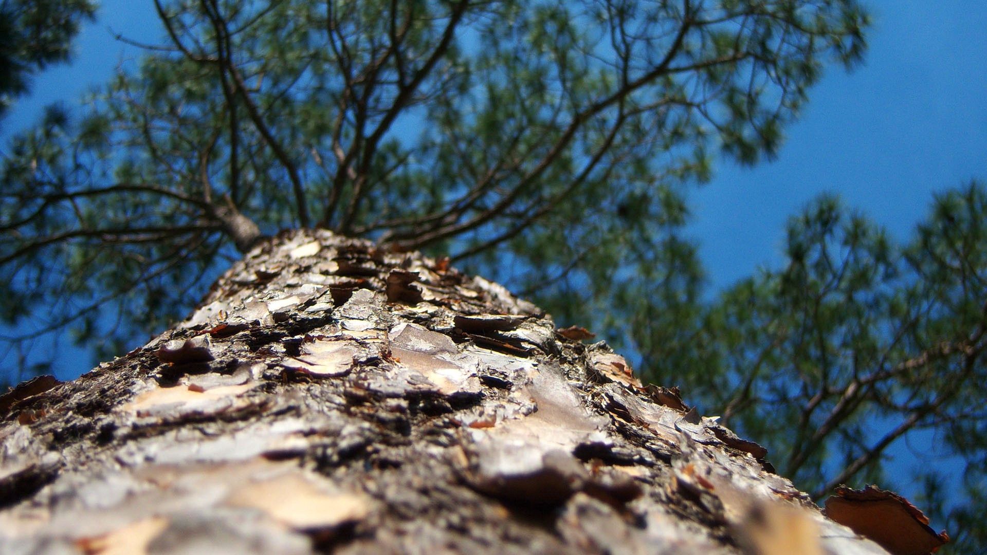 bark, tree, macro, krone, trunk, increase