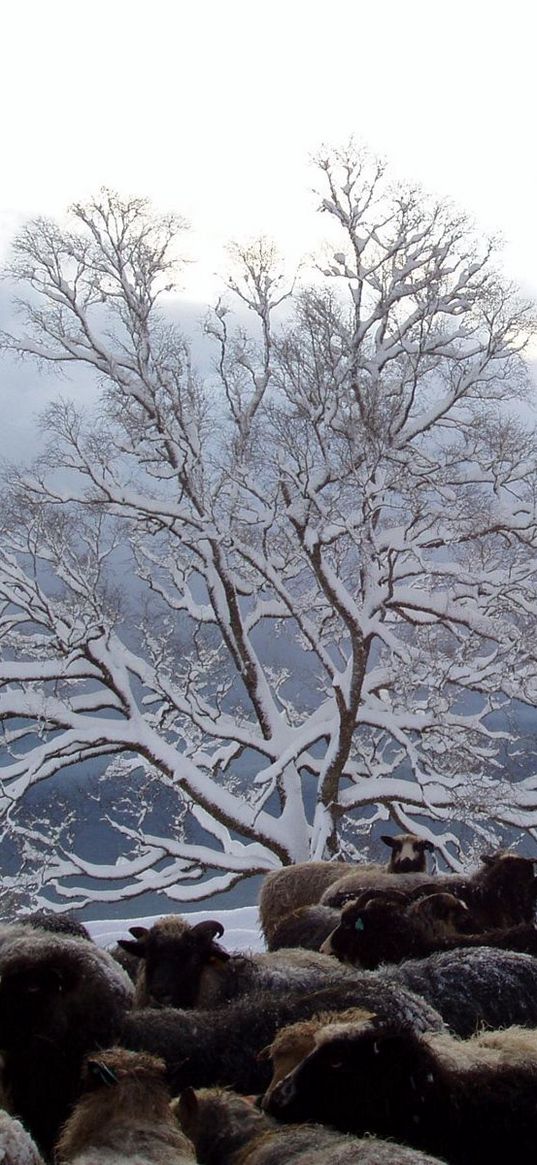 tree, sheep, herd, winter