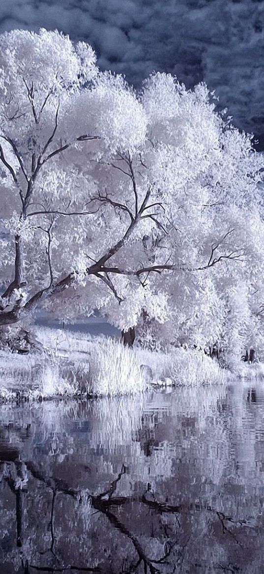 river, trees, canes, black-and-white, night