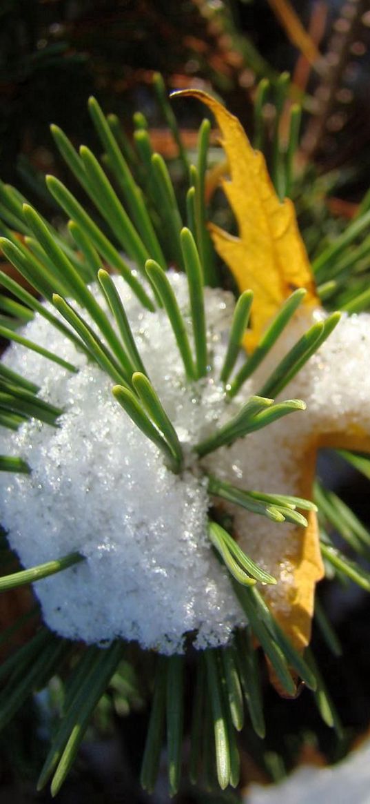 pine, snow, prickles, sheet