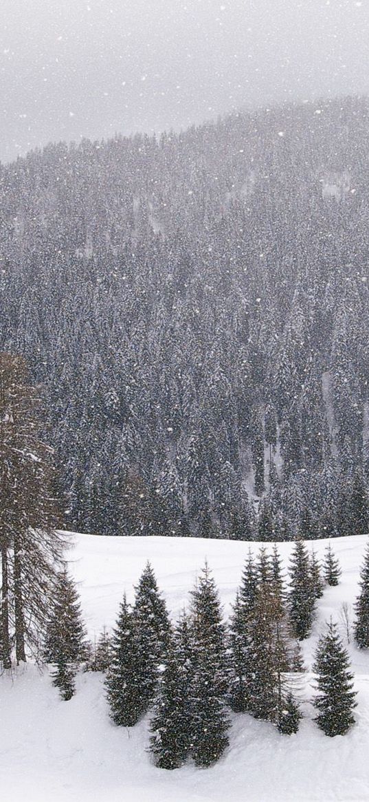 wood, mountains, coniferous, winter