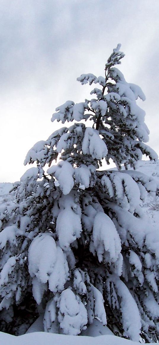 pine, snow, weight