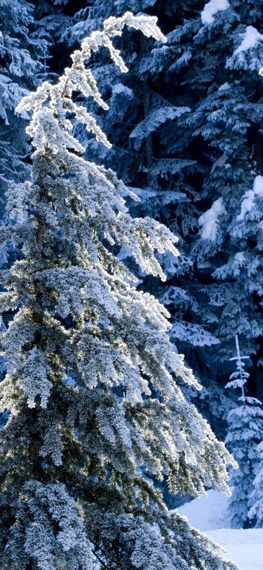 winter, fir-trees, pines, snow, silence, wood, coniferous