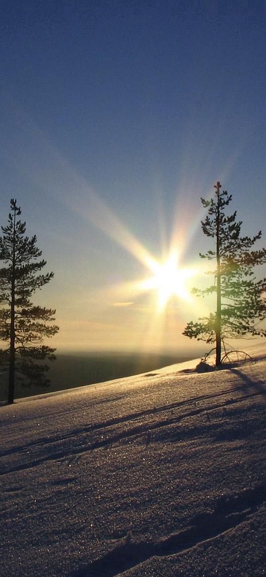 sun, pines, slope, morning