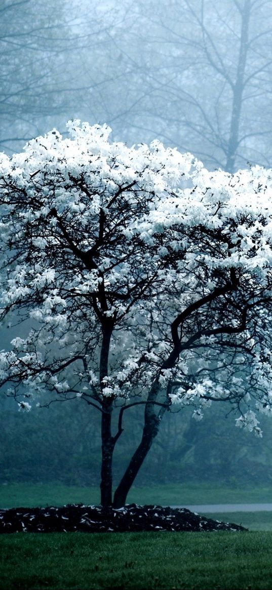 tree, spring, blossoming, fog