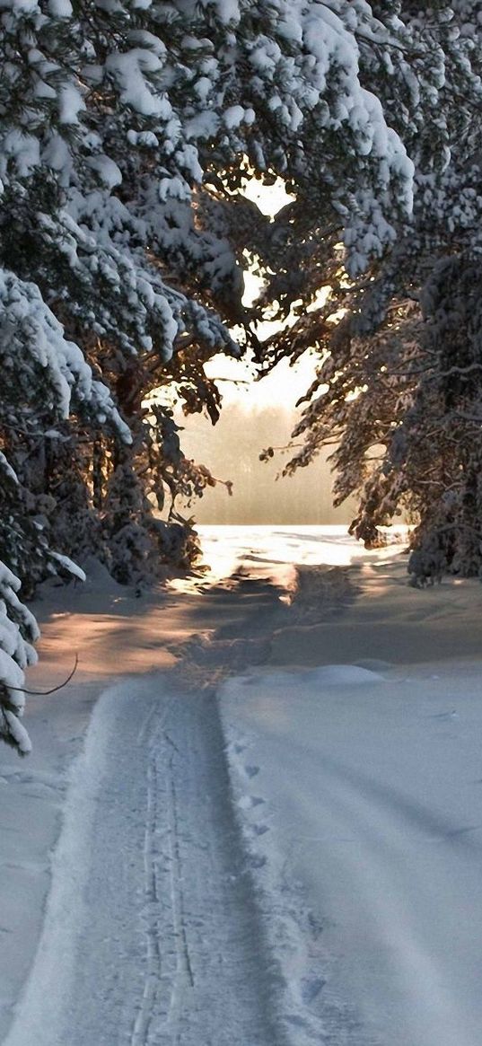 track, ski track, snow, winter, trees, snow-covered, attire