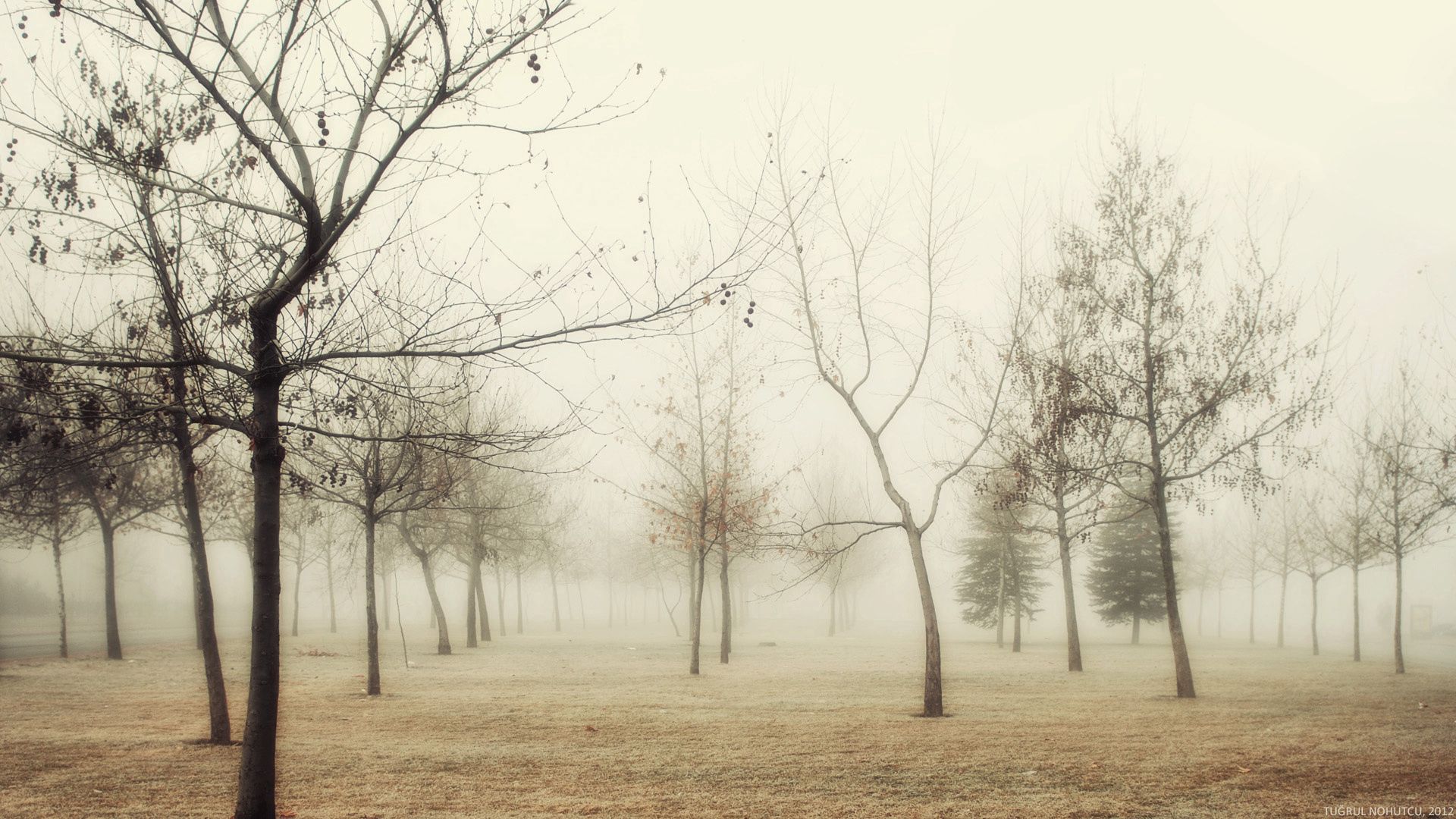 wood, autumn, trees, fog, young growth, hoarfrost, grass, withering, morning