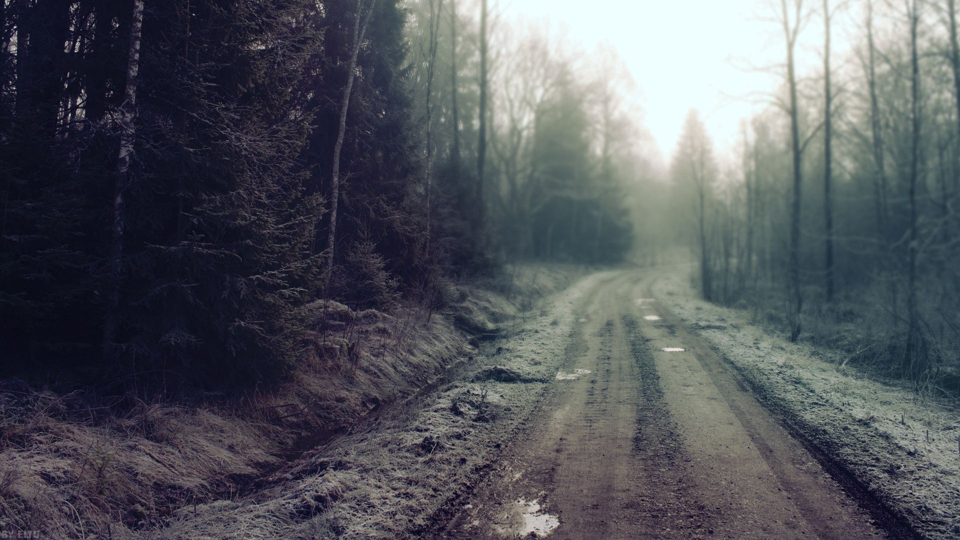 road, country, pools, gloomy, secret, wood