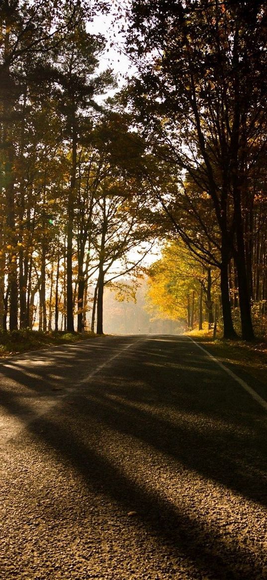 avenue, park, trees, autumn, sun, light, asphalt, shadows